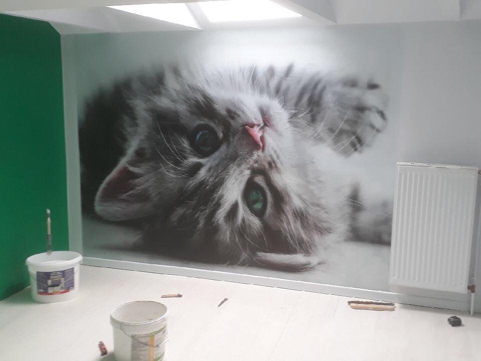 Mur vert et décor panoramique d'un chaton sous les combles